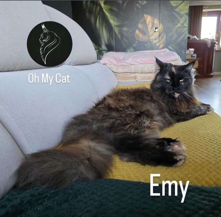 Piękna kotka maine coon