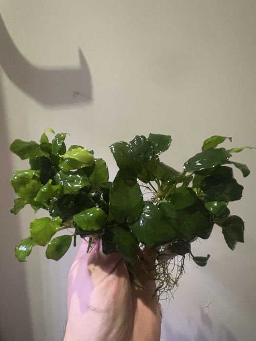 Anubiasy spore ilosci