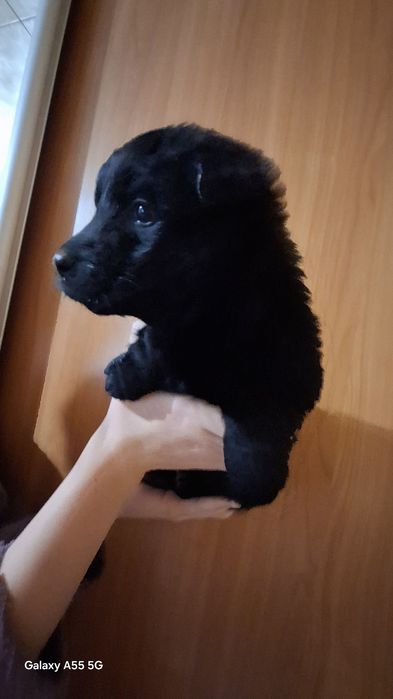 Отдам бесплатно  щенков овчарки