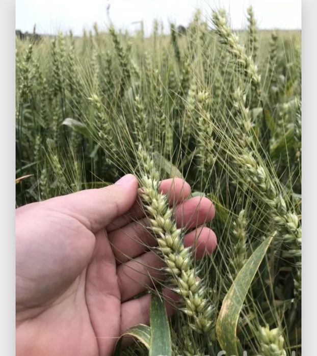 Pszenica jara przewódka quintus oścista