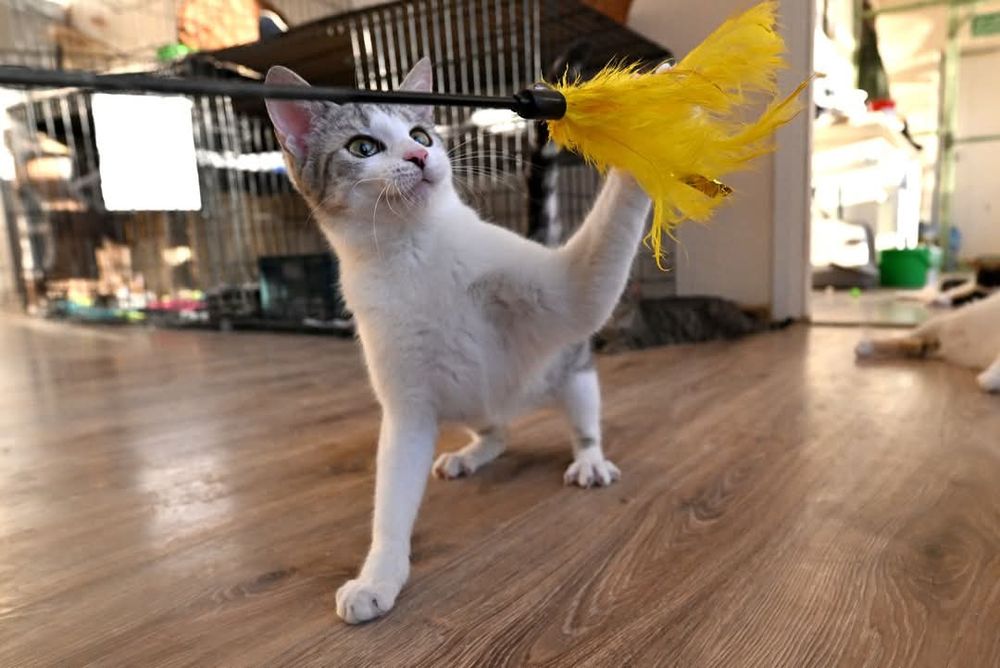 Energiczna kotka Layla szuka kochającego domu