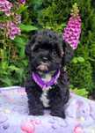 Shihpoo sunia hybryda pudel toy