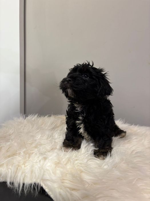 Piękny piesek-Ziomek