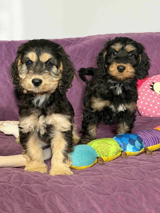 Cockapoo f1-Cocker Spaniel /pudel miniatura -PIES