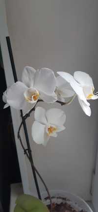 Орхідея Phalaenopsis біла