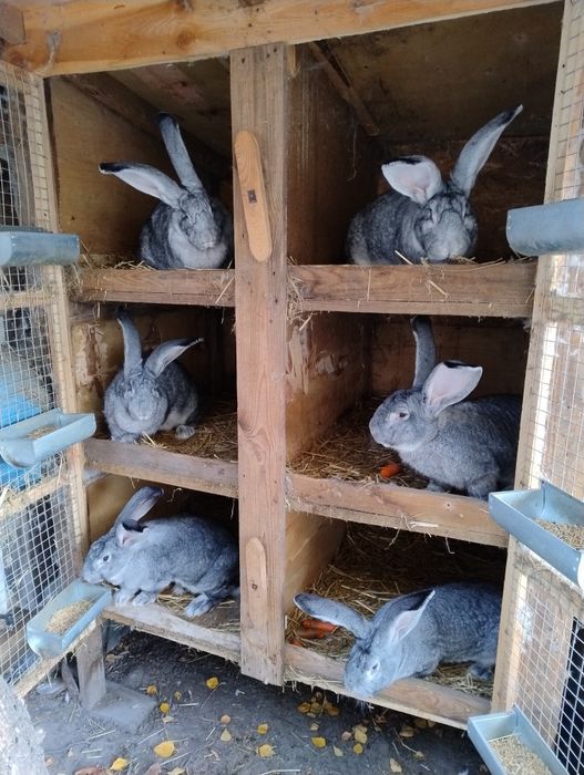 Olbrzym Belgijski Szynszylowy