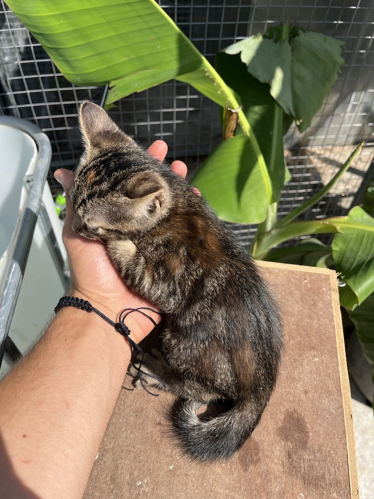 Gatinha tigrada para adoção responsável