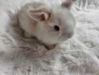 Mini lop króliki LIKWIDACJA Hodowli