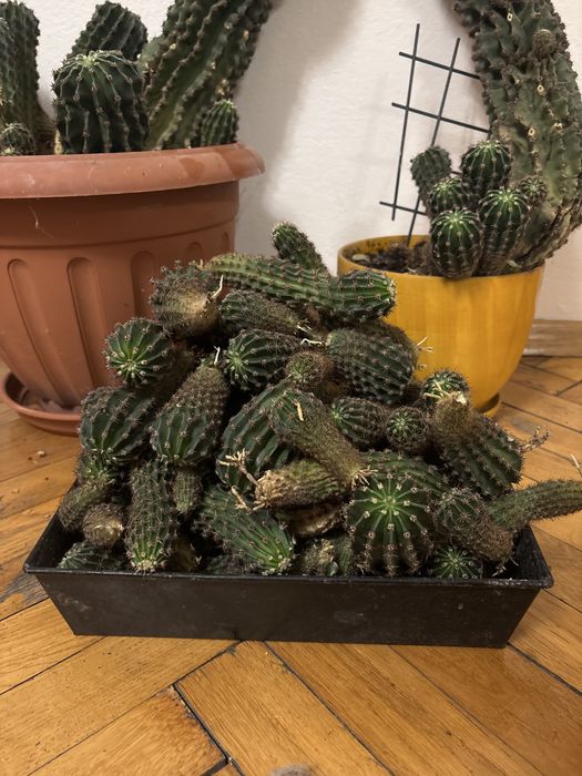 Kaktus - Kardon Olbrzymi - Pachycereus pringlei