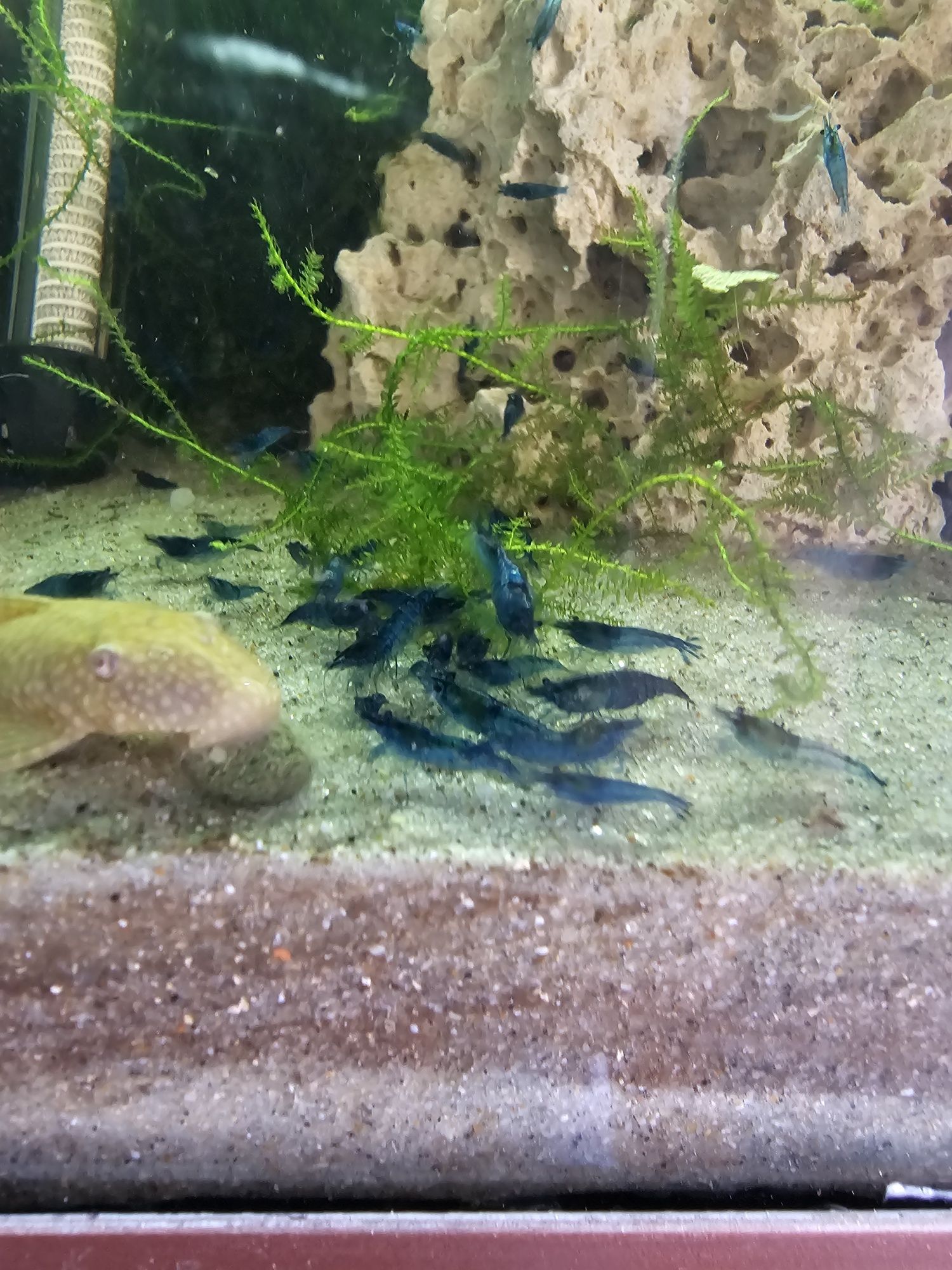 Camarões (Neocaridina) blue dream