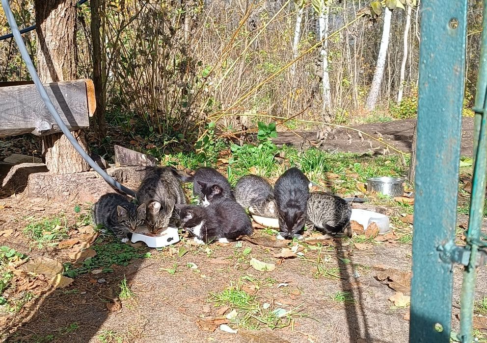 Bezdomne kotki czekają na dom