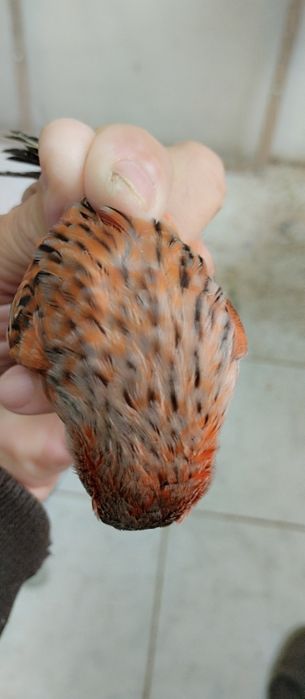 Canários Ágatas vermelhos e vermelhos.