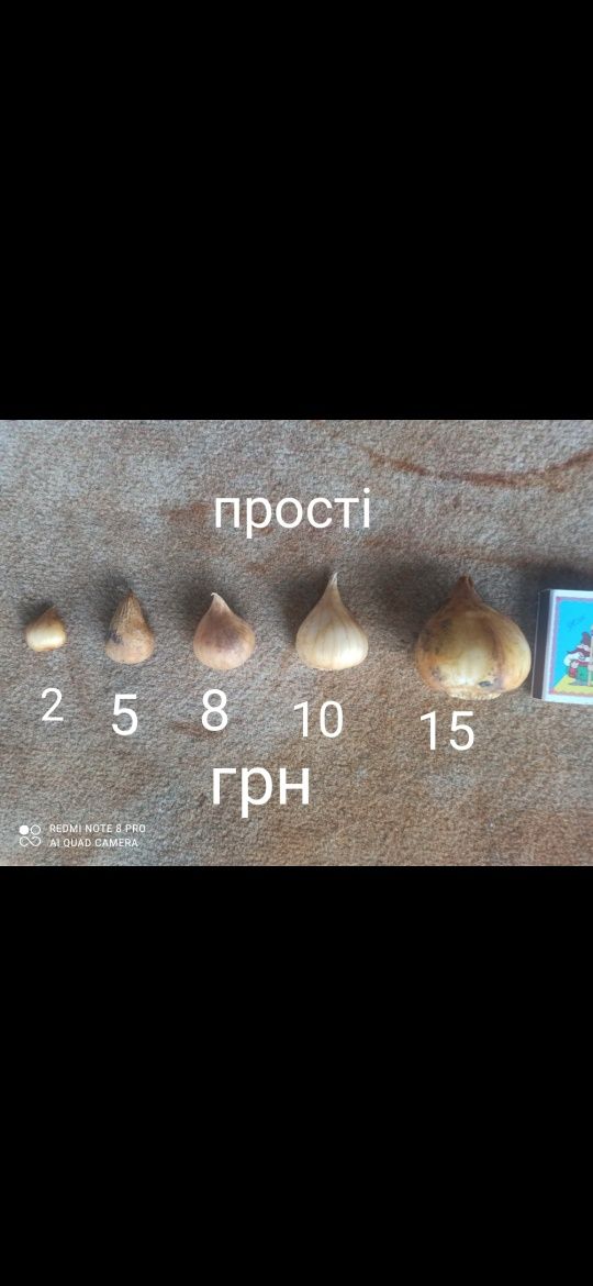 Цибулини тюльпанів на літо