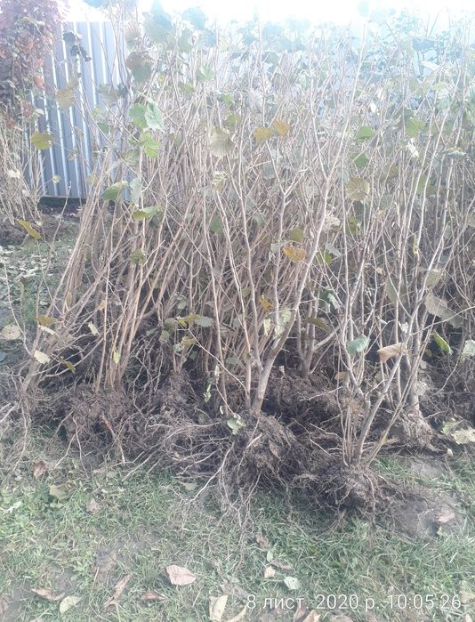 Саджанці фундука