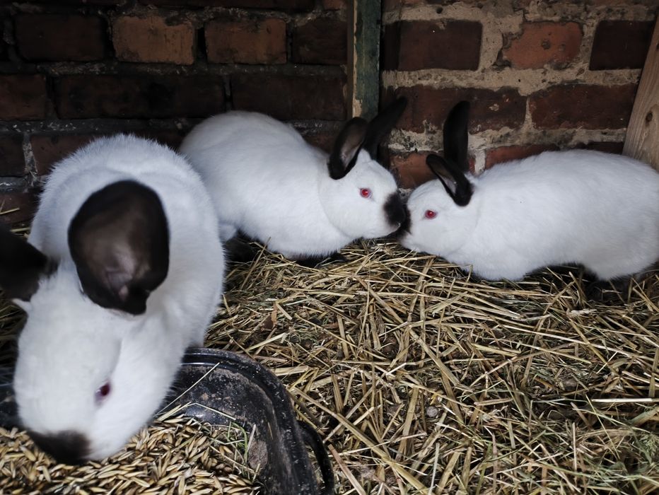 Króliki kalifornijskie i wiedeński niebieski