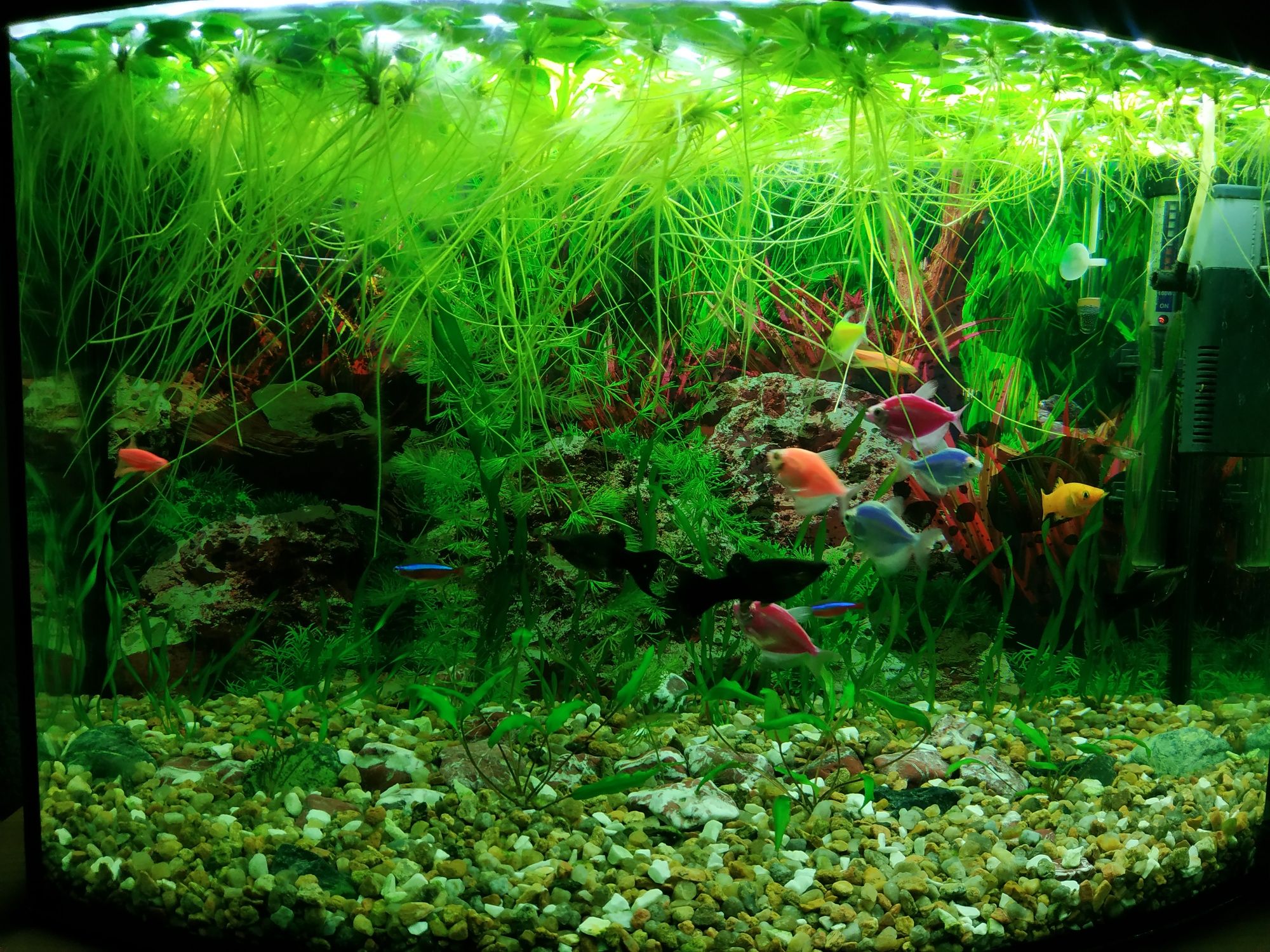 Рослини в акваріум: Лімнобіум(капуста) Роголисник