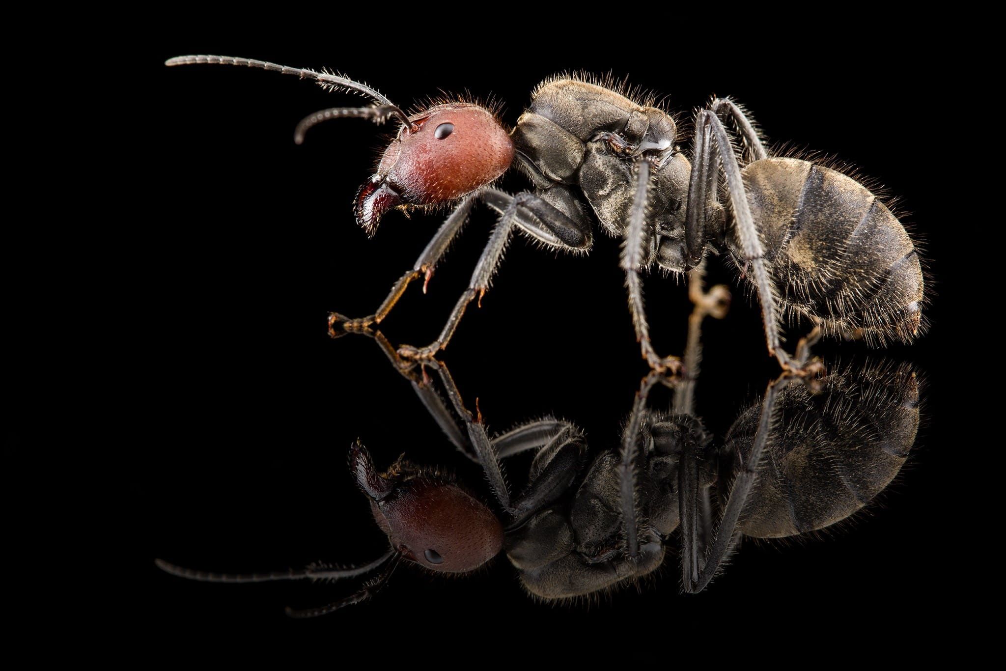 Camponotus singularis - Królowa