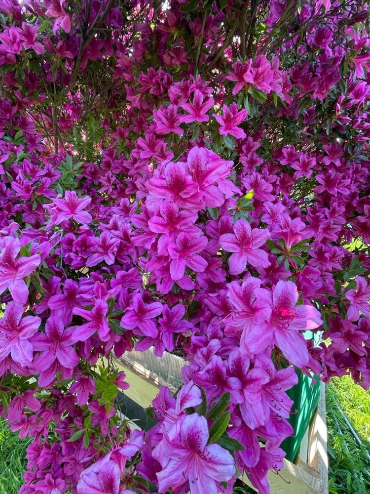 Gigant Rododendron Japonski wys. 2 m Purple Splendor