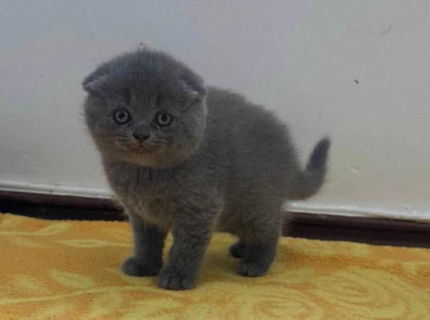 Scottish Fold Azul