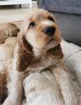 Cocker Spaniel Angielski