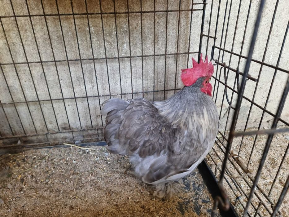 Galo pekin cinza.