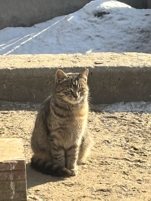 MŁODA KOTKA do oddania w dobre ręce - wysterylizowana!