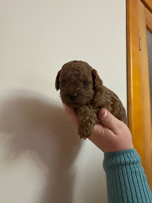 Той пудель Ред Браун