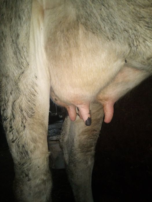 Продам добру молоду корову