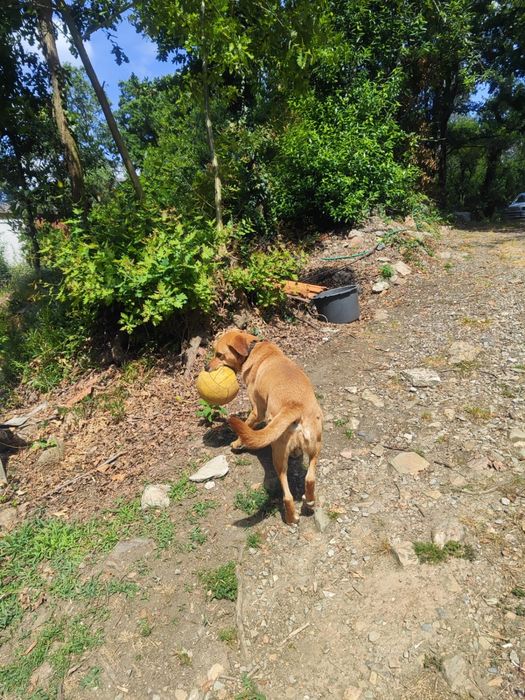 Amigo leal para partilhar os teus passeios