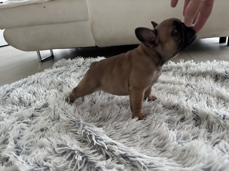 Buldog Francuski ZKwP FCI