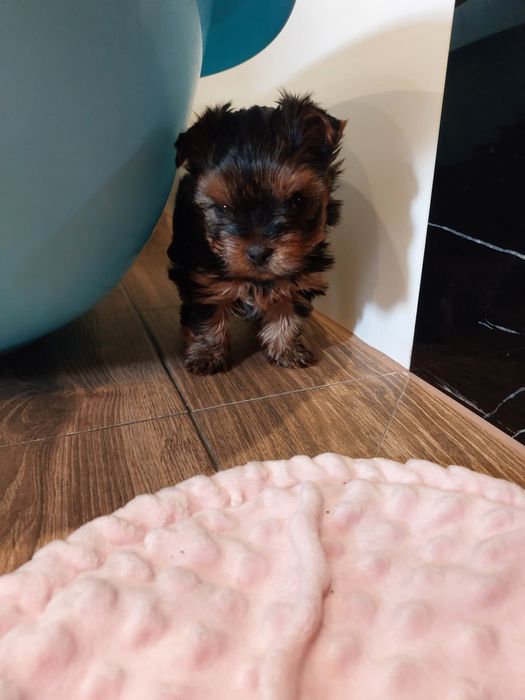 Yorkshire terrier miniaturka