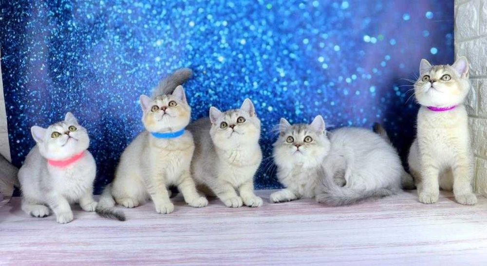 Цікаві породисті кошенятка британської породи