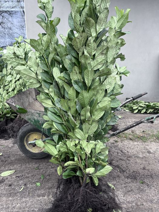 !Laurowisnia novita 60-90 cm mrozoodporna