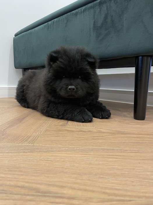 Szczeniaczek chow chow z pochodzeniem - gotowy do odbioru.