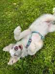 „ARES” Border Collie LILAC-MERLE