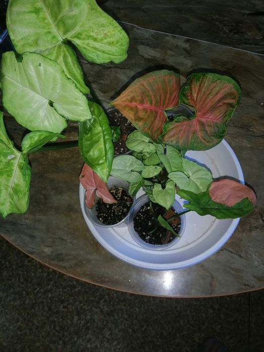 Сингониум набор 5 штук