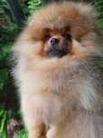 Piękny piesek pomeranian