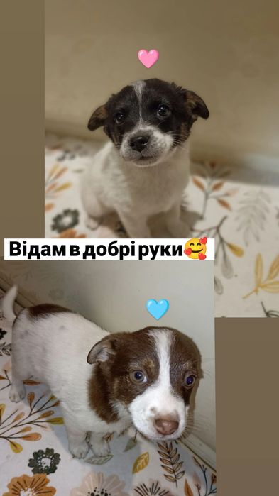 Безкоштовно, відам в добрі руки