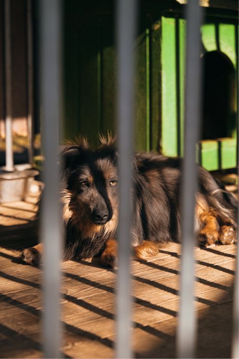 Czy Evil ma szanse na dom?