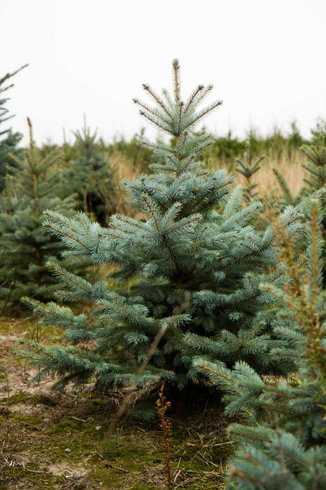 Świerk srebrny keybab 130-160cm w jucie