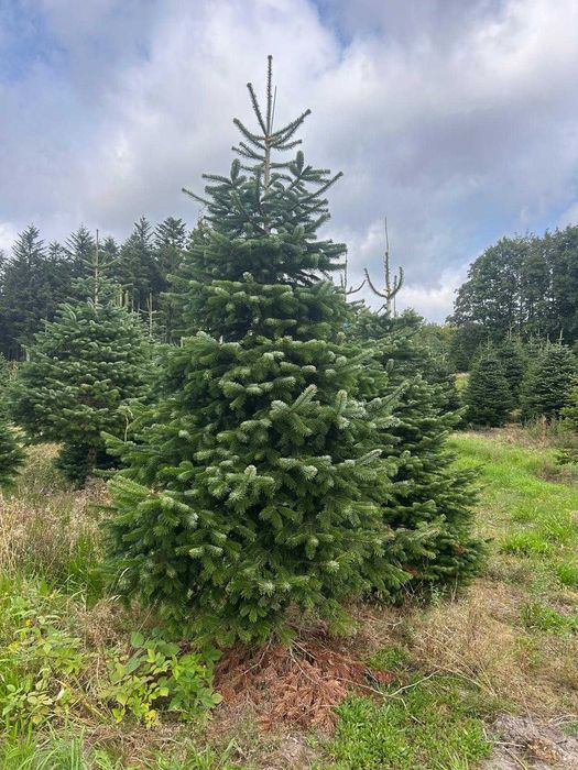 IDEALNA jodła kaukaska w najniższej cenie 200-280cm