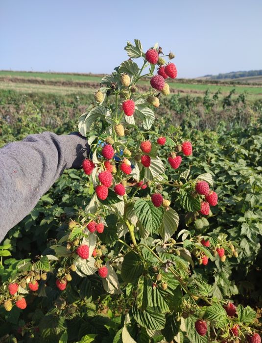 Sadzonki malina jesienna