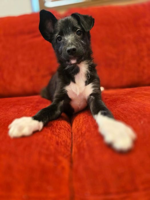 Małe szczeniaki szukają domków