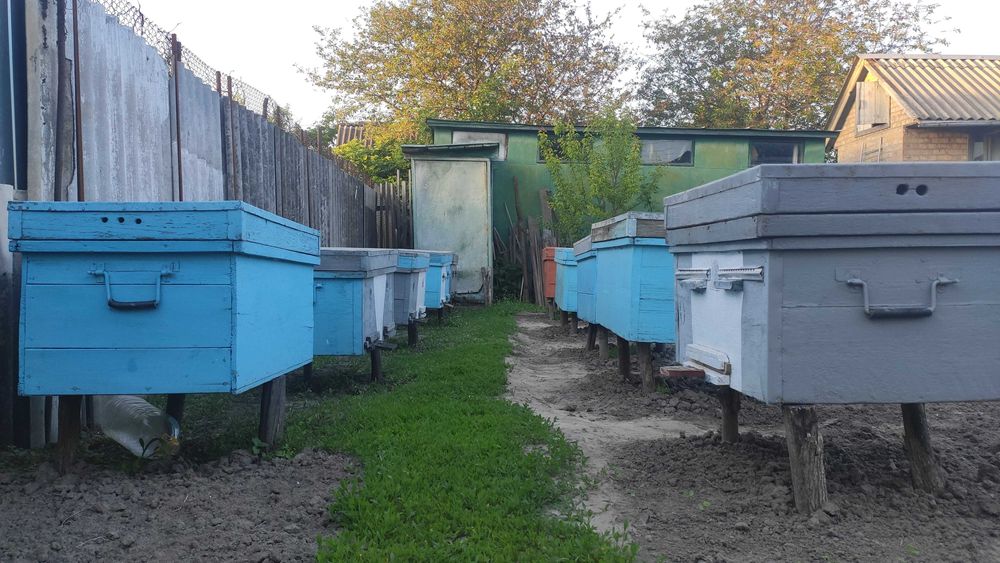 Продам лежаки з бджолосім'ями (8 сімей)