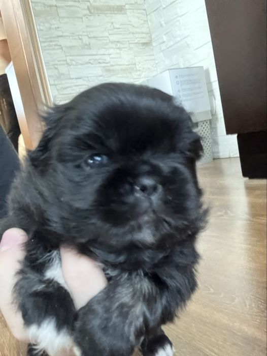 Śliczne szczenię Pekińczyk