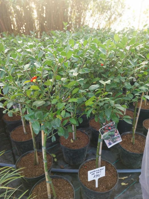 Ostrokrzew na pniu dostawa gratis zielony żółty