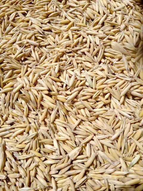 Owies dla koni i królików