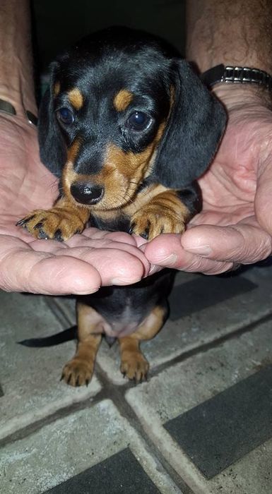 Благородство чорного — цуценята такси