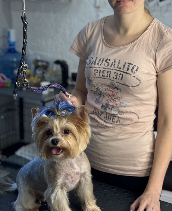 Грумер для собак