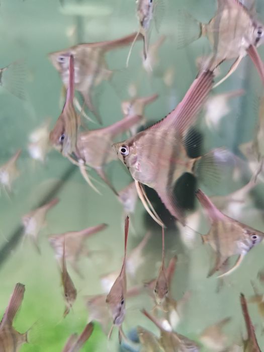 Skalar Manacapuru Nasza Hodowla Oryginał Dostawa Warszawa